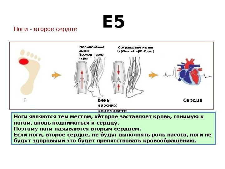     E 5 Ноги - второе сердце Ноги являются тем местом,
